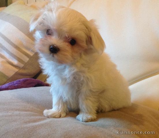 Adorable chiot bichon maltais femelle/mâle à donner
