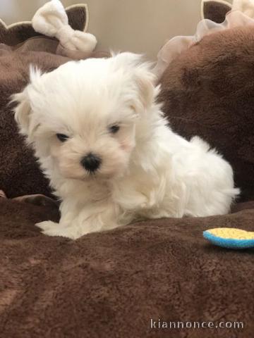 Adorable chiot bichon maltais femelle/mâle à donner