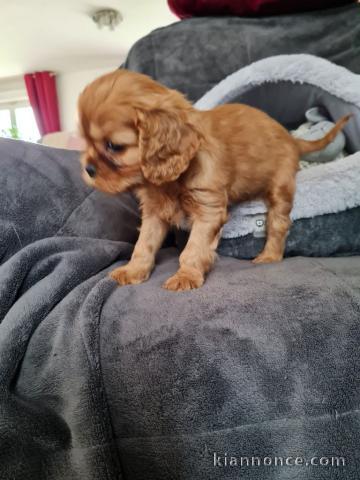 magnifiques petits cavaliers king charles disponible de suit