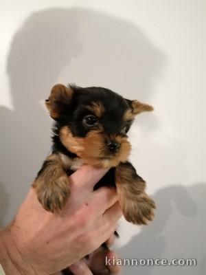 magnifiques petits yorkshire terrier disponible de suite 