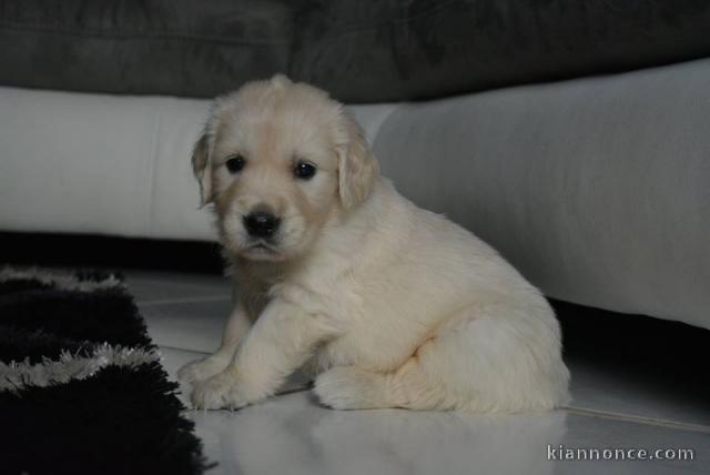 Chiot golden Retriever à donner