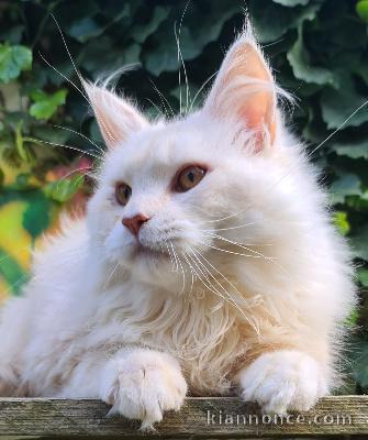 Chatons Maine Coon femelles et males pour adoptions