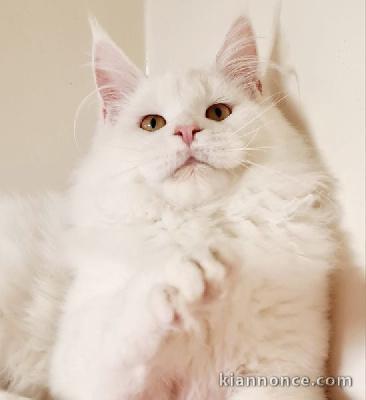 Chatons Maine Coon femelles et males pour adoptions