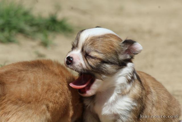 Chiot chihuahua Fauve et blanc et crème blanche