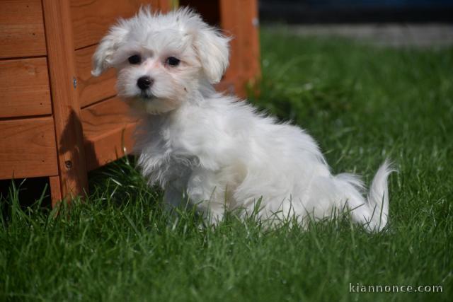 Dons chiots Bichons Maltais 3 mâles et 2 femelles 