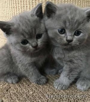 votre année débute avec votre chaton chartreux ils sont dispo 