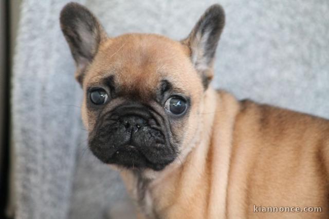 Chiot bouledogue français rouge fauve