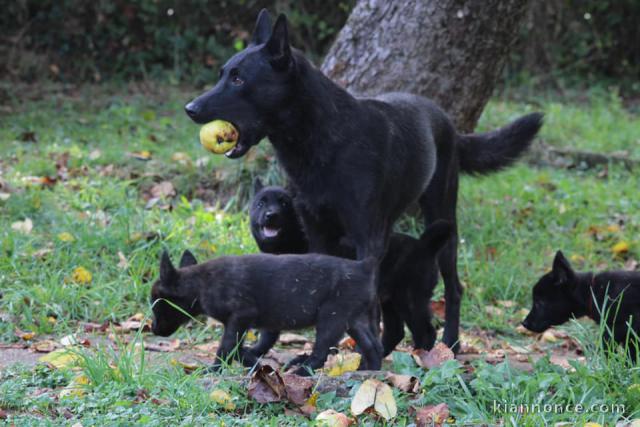 chiots berger hollandais