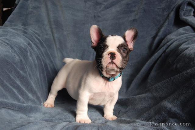 Chiot bouledogue français femelle/mâle