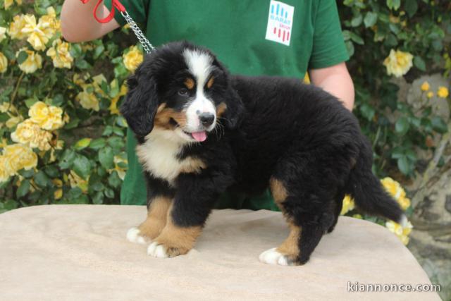 Donnes chiot bouvier bernois femelle