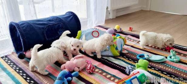 Magnifique choits bichon maltaise  à adopter