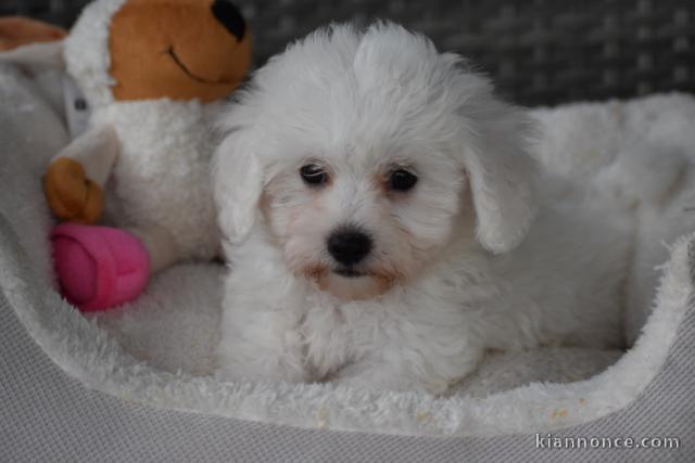 Chiots Bichon Maltais 3 mâles et 2 femelles disponible de suite