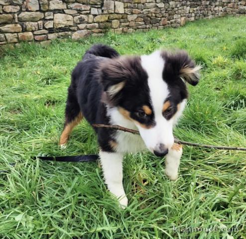 Chiot berger australien tacheté 