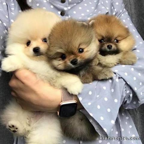 Chiot spitz pomeranian a donne