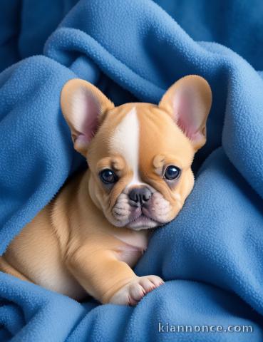 A DONNER ADORABLES CHIOTS BOULEDOGUE FRANCAIS