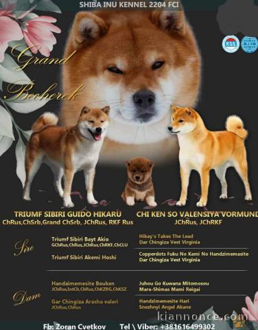 Shiba Inu chiots à vendre