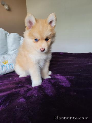 chiots pomsky disponible de suite 