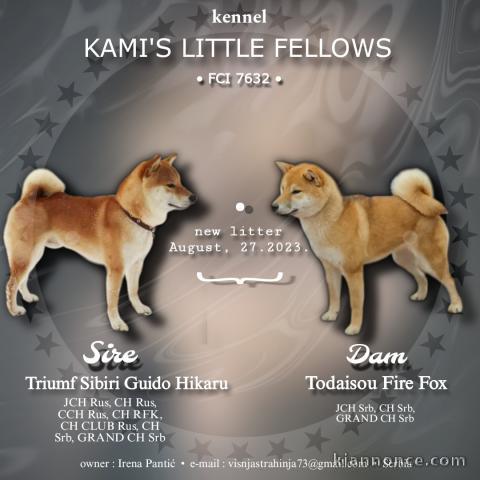 Shiba Inu chiots à vendre