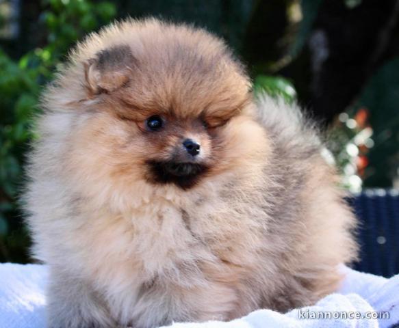 Magnifiques spitz nains pomeraniens