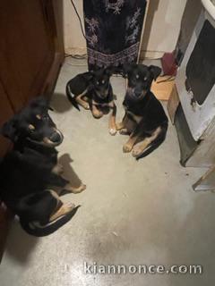 A vendre Rottweiller x Husky 