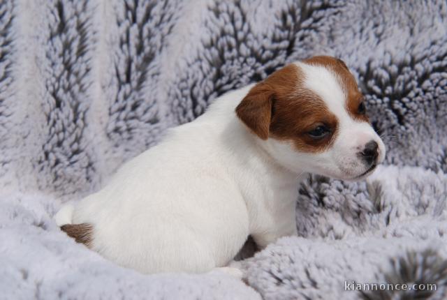 Adorable bb chiots jack Russe 