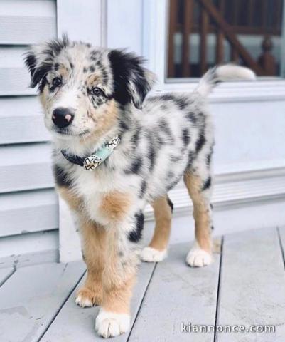 Berger australien adoption 