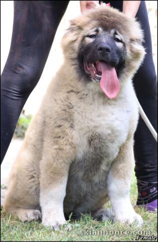 Berger du Caucase chiots