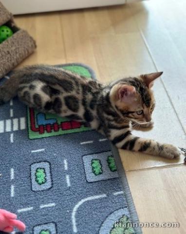 Les chatons du Bengale sont prêts