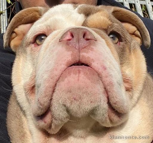 chiots bouledogue anglais