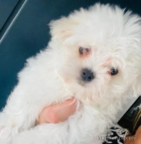 Teddybear maltais prêt