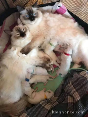 a donner chaton de race ragdoll