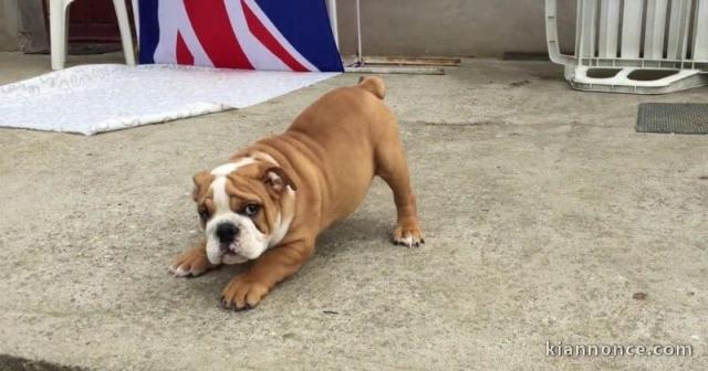 Chiots bouledogue anglais