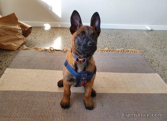 Chiots berger allemand 