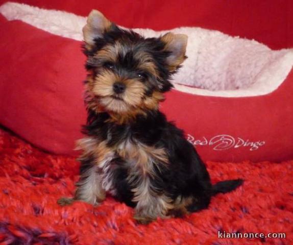 Chiot Yorkshire lof agé de trois 