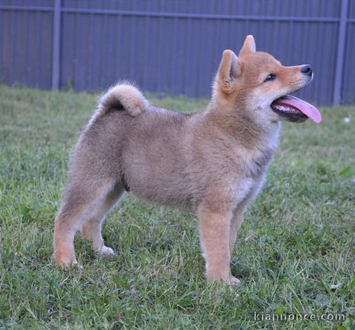 Shiba Inu chiots à vendre