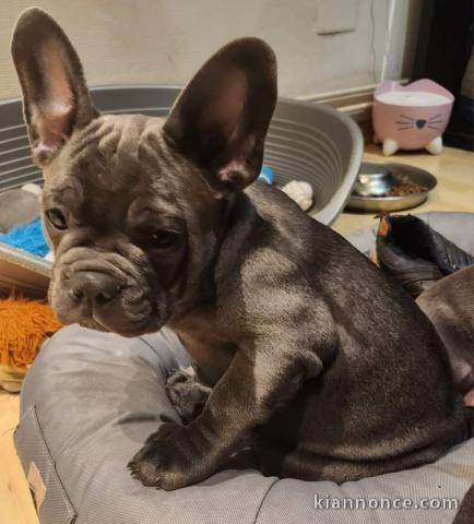 Chiot bouledogue français a donner 