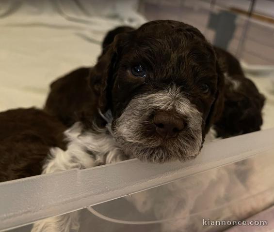 Chiots Lagotto Romagnolo
