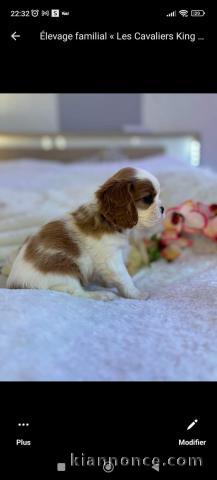 Chiot cavalier king charles a donner 