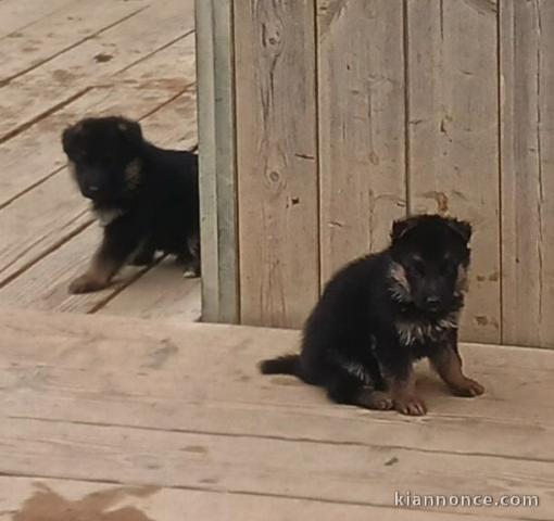 Déjà disponibles berger allemand 