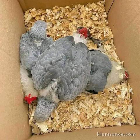 Bébé perroquet gris du Gabon a donner 