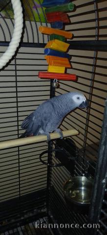 Perroquet gris du Gabon disponibles pour adoption 