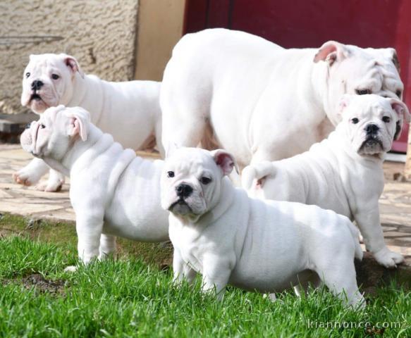 Adoption chiot bulldog anglais mâle et femelle 