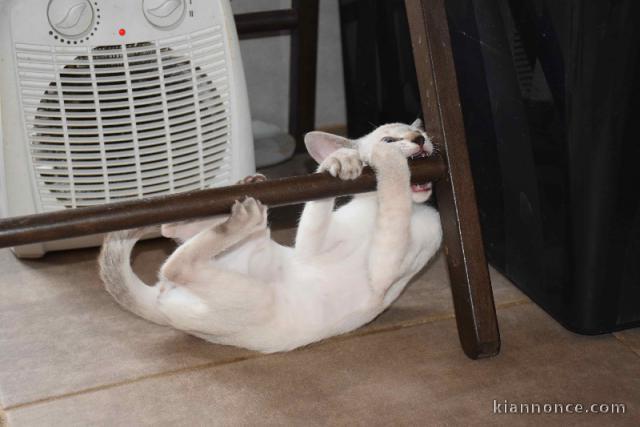 Race Siamois à donner 