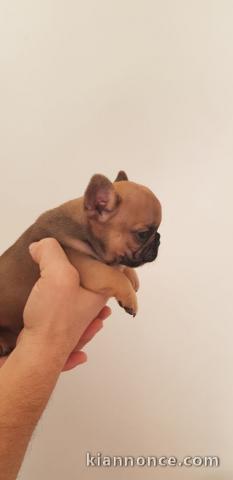 Chiot bouledogue français mâle 