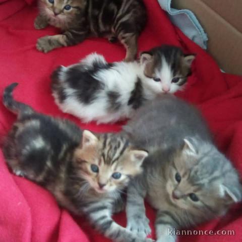 Chatons main coon disponibles 