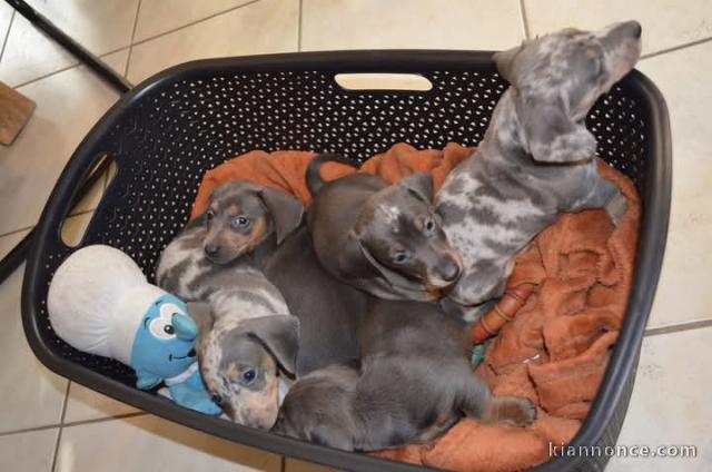 Chiot Teckels nain disponibles de suite 