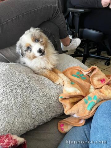 Chiot berger australien lof 