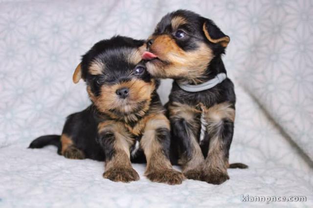Chiot yorkshire terrier a donner 