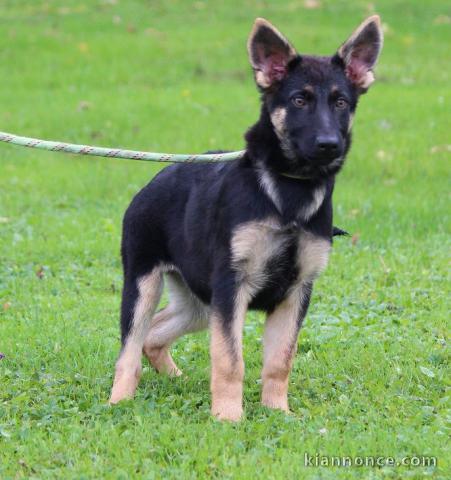 Chiot berger allemand à donner 