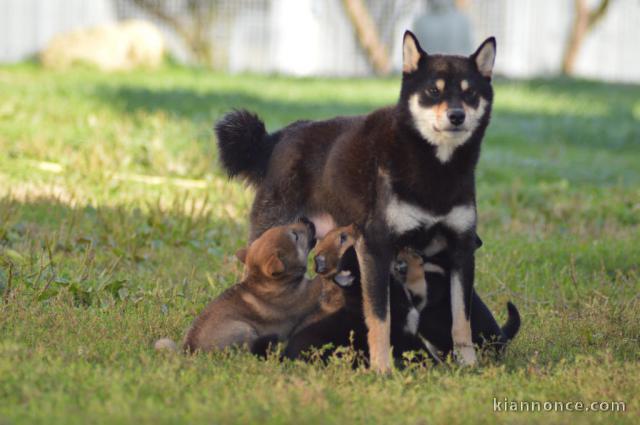 Chiot Shiba adorable mâle et femelle 